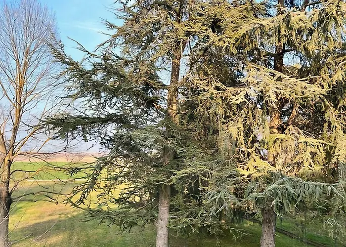 Oda ve Kahvaltı Erika